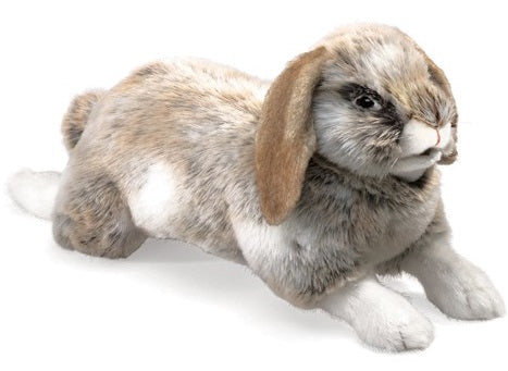 HOLLAND LOP RABBIT