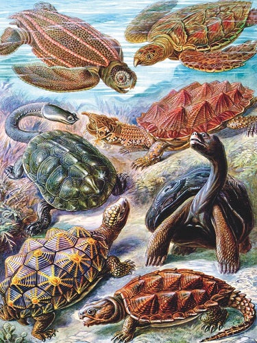 Collection of different types of turtles in water.