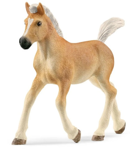 Haflinger Foal Horse