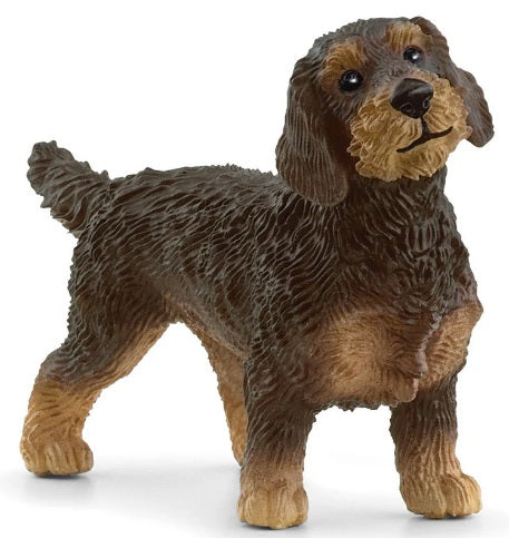 Wire-Haired Dachshund