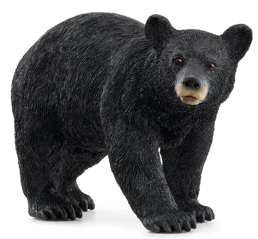 American Black Bear