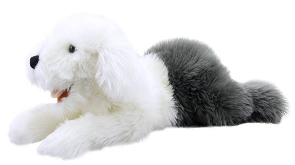 White and gray sheep dog laying down.