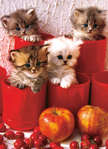 Kittens in Pots 1000pc Puzzle