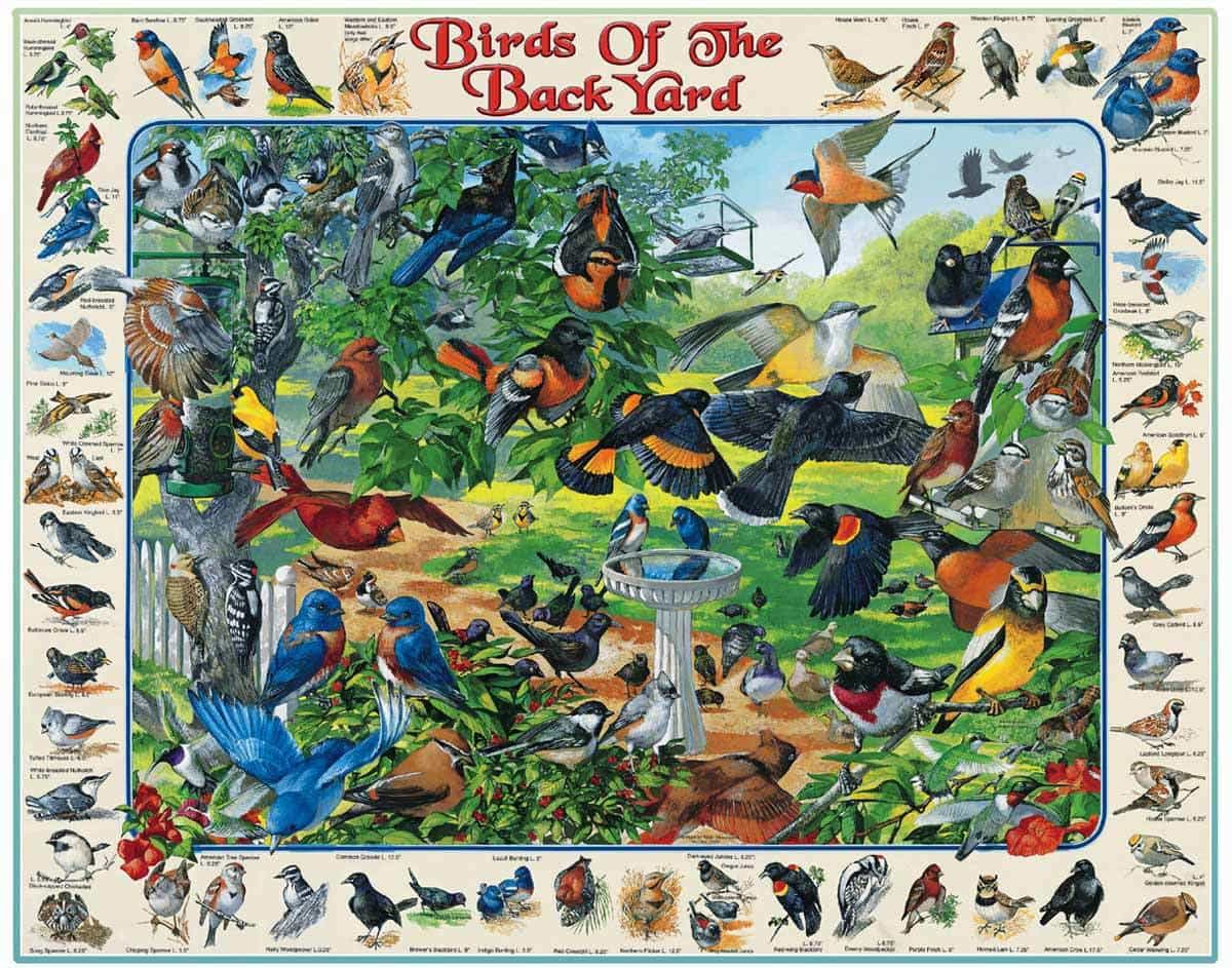 1000pc Birds of the Back Yard