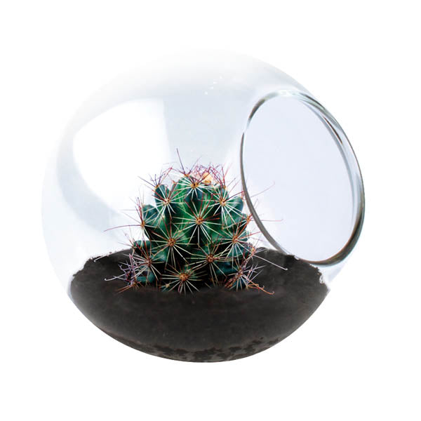 Fishhook Barrel Cactus Tiny Terrarium