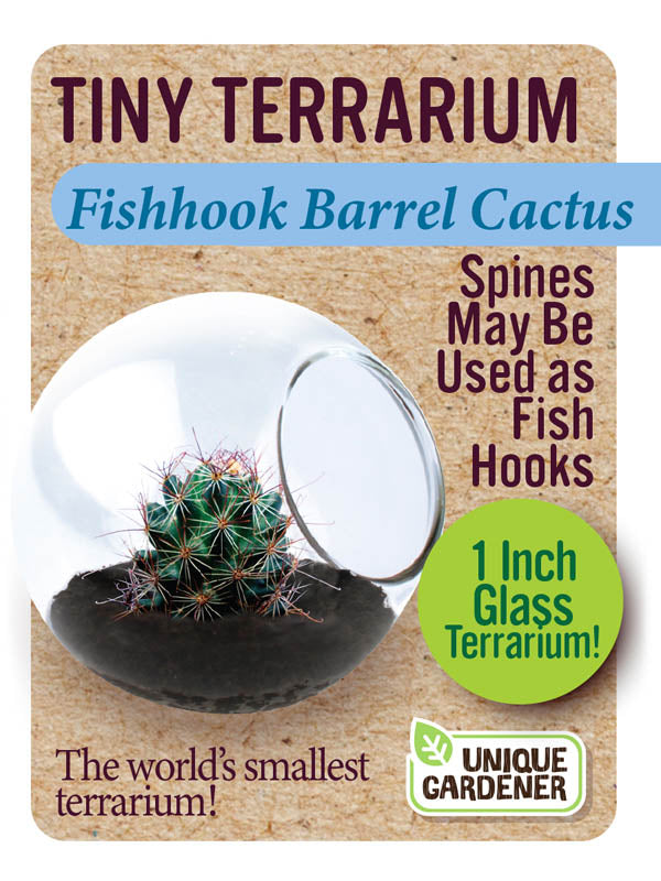 Fishhook Barrel Cactus Tiny Terrarium