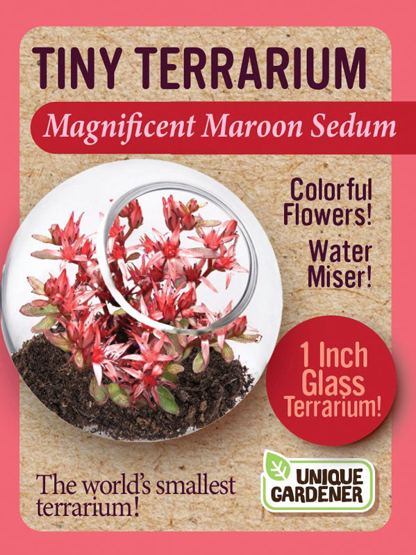 Magnificent Maroon Sedum Tiny Terrarium