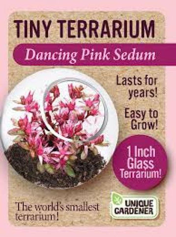Dancing Pink Sedum Tiny Terrarium