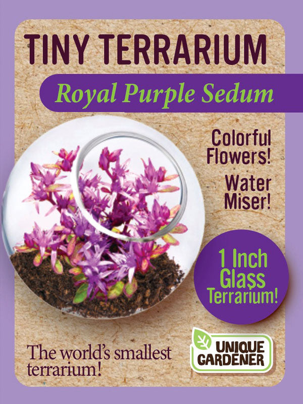 Royal Purple Sedum Tiny Terrarium
