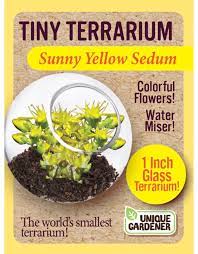 Sunny Yellow Sedum Tiny Terrarium