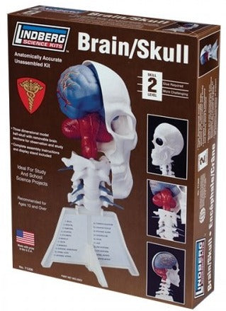 Human Brain and Skull, Half