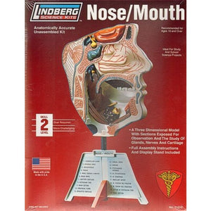 1/1 Human Nose and Mouth Model Kit