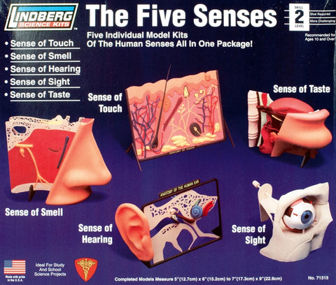 5 Senses Touch, Smell, Hearing, Sight, Taste Plastic Model Kit