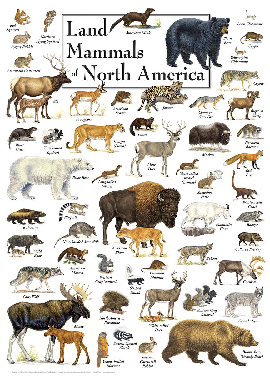1000pc Land Mammals of NA Puzz