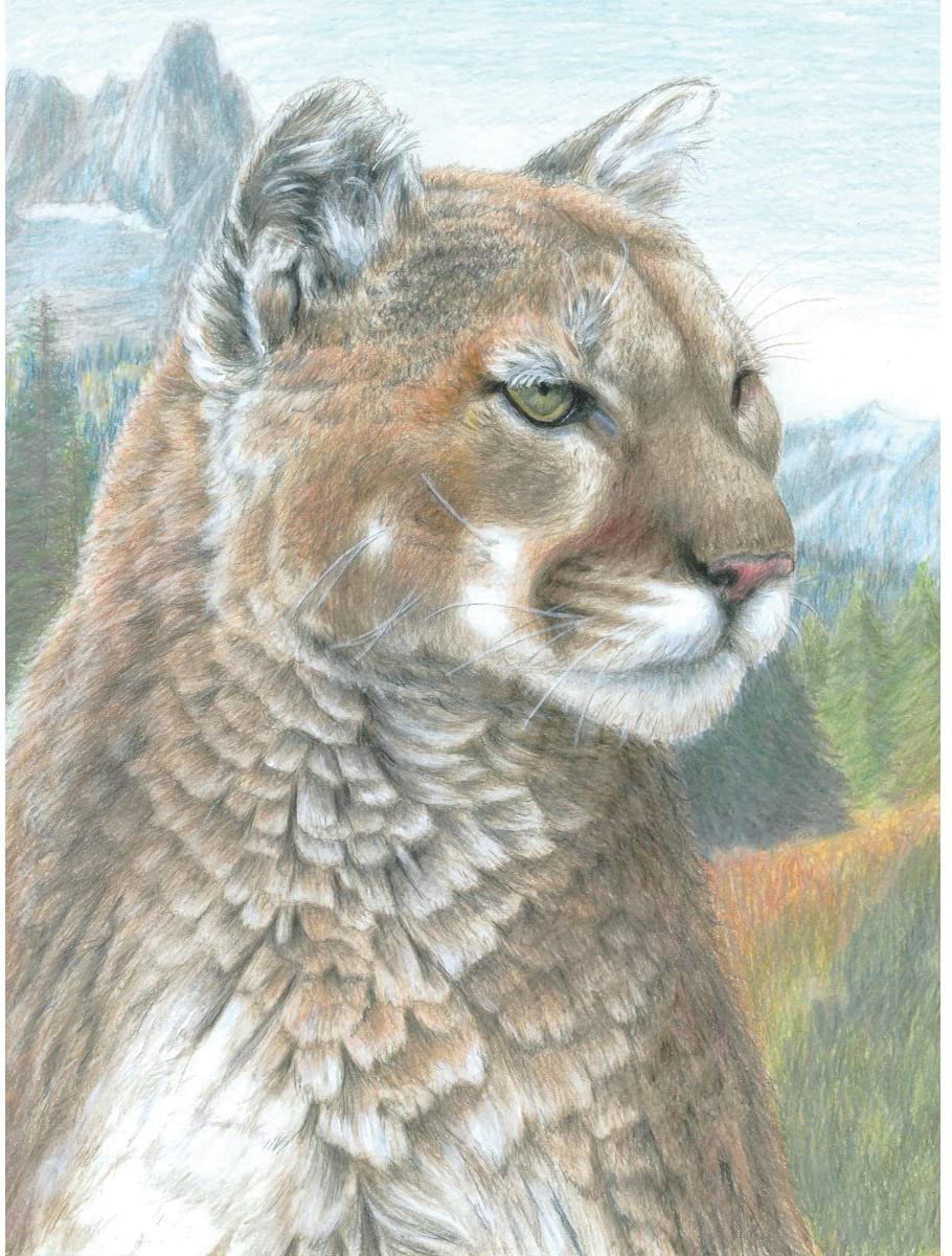 COLOR BY NUMBER COUGAR