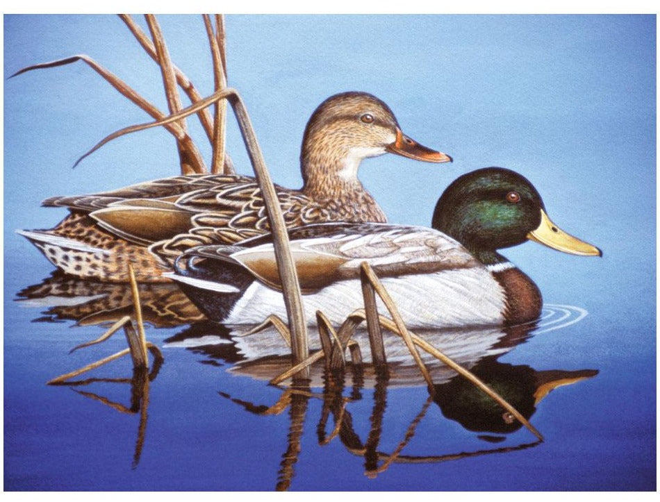 PBN Blue Water Mallards 15x11