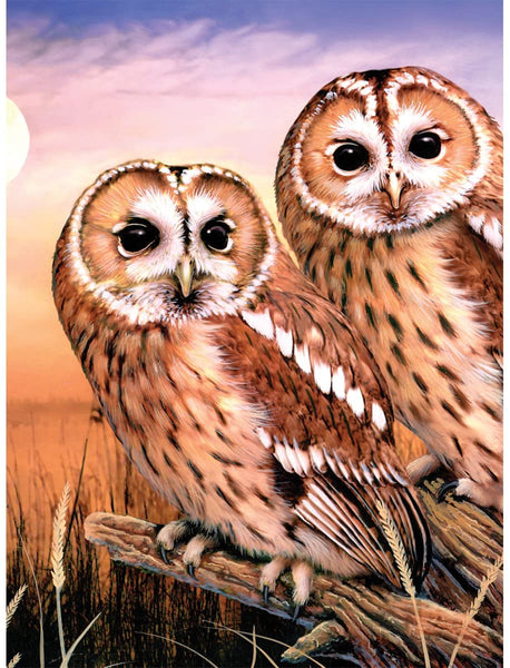 Royal Brush Paint By Number Junior Small Tanny Owls