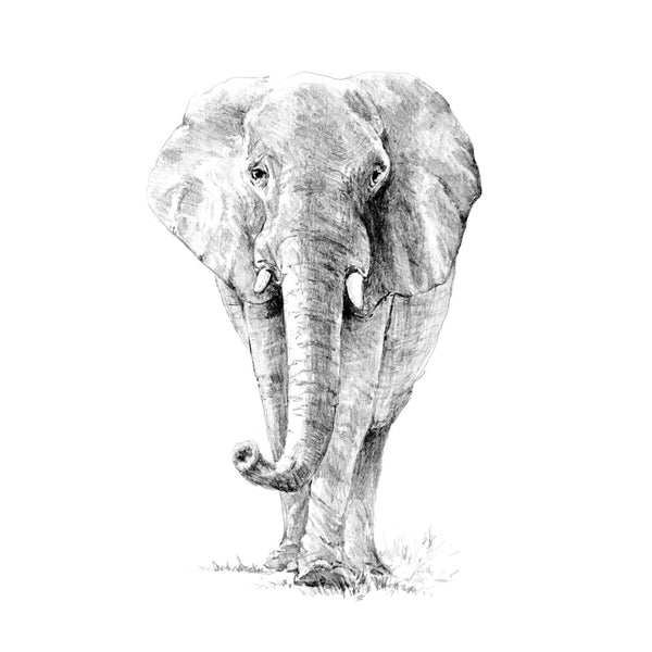 Royal Brush Sketch by Number Elephant