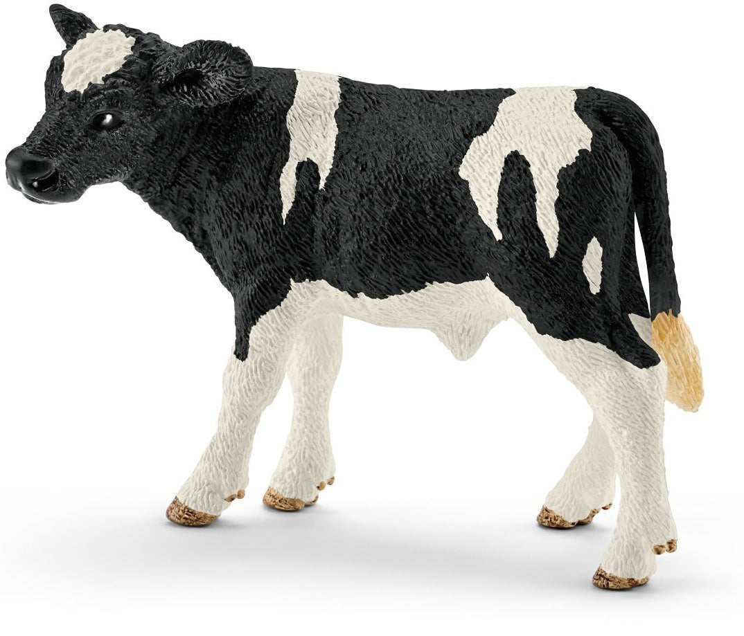 Holstein Calf