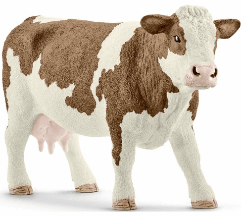 Simmental Cow