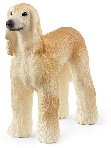 Afghan Hound