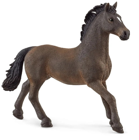 Oldenburger Stallion