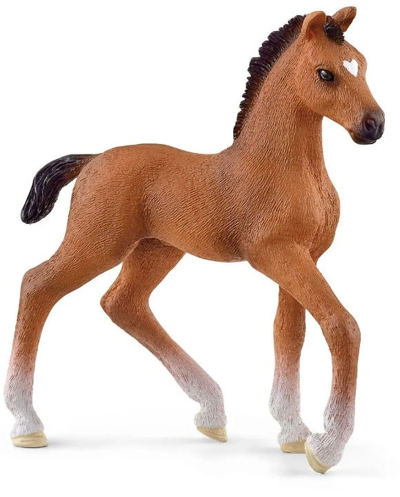Oldenburger Foal