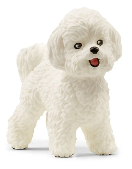 Bichon Frise