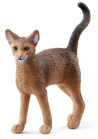 Abyssinian Cat