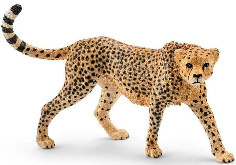 Female Cheetah