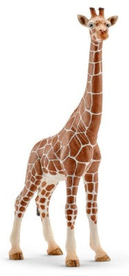 Giraffe Female