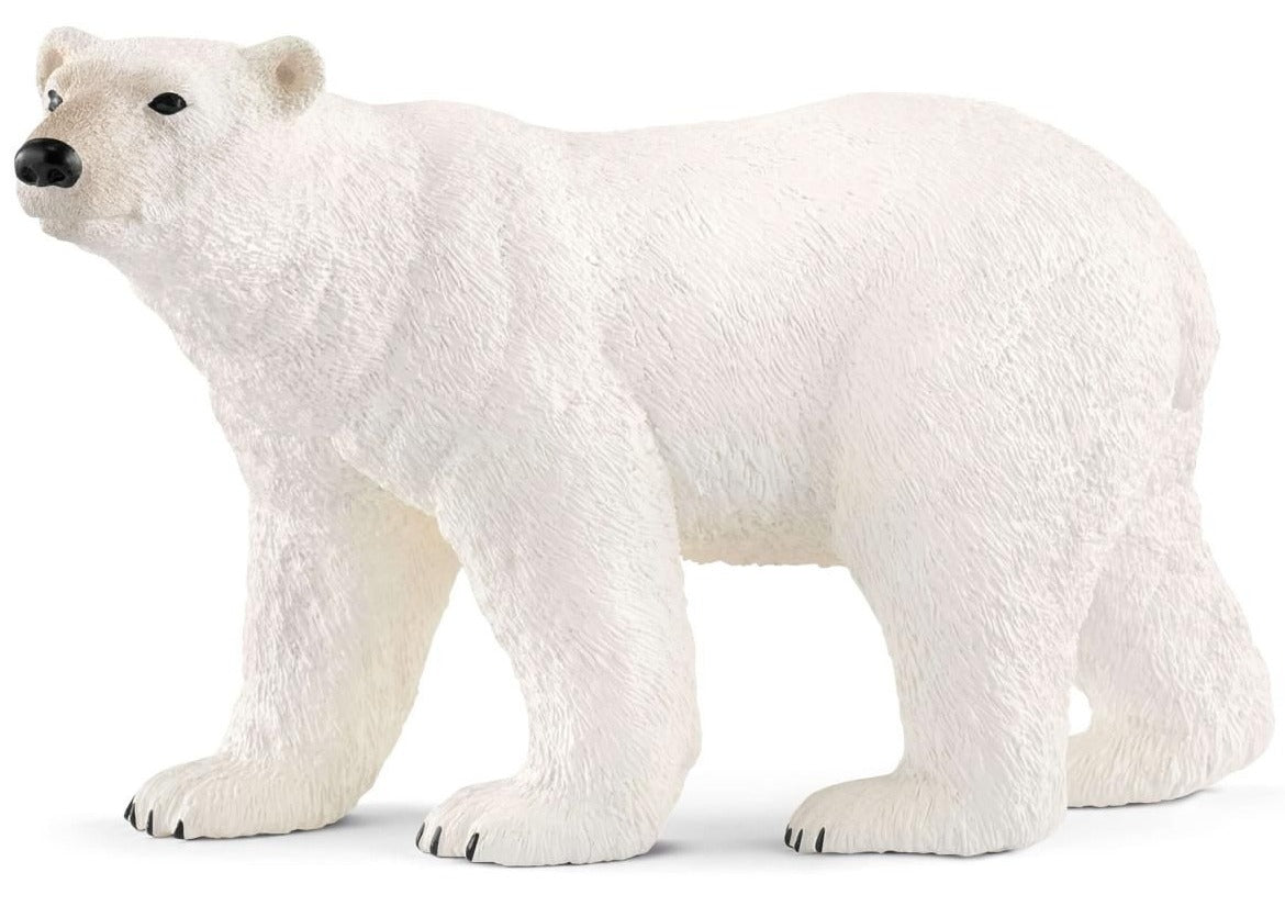 Polar Bear