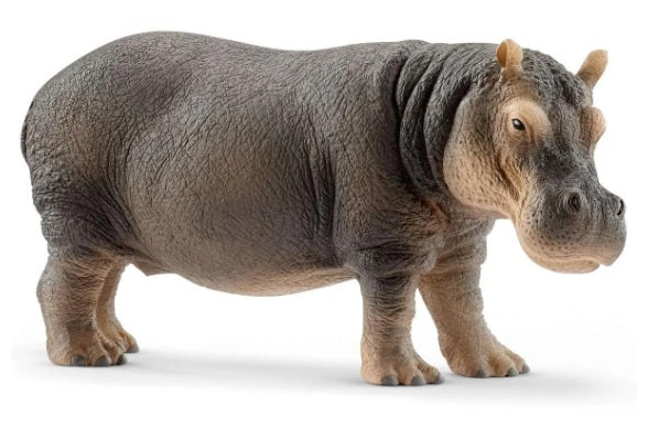 Hippopotamus