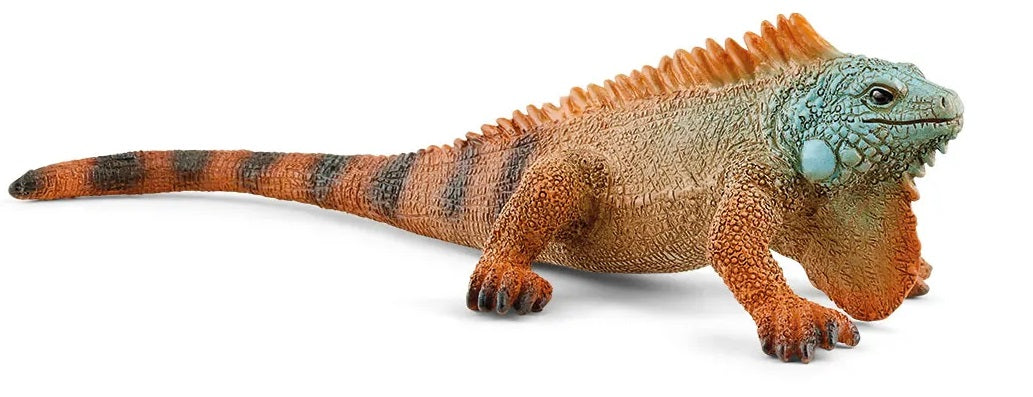 Iguana