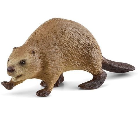 Beaver