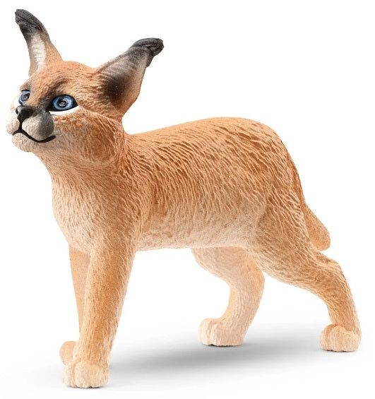 Caracal Cub