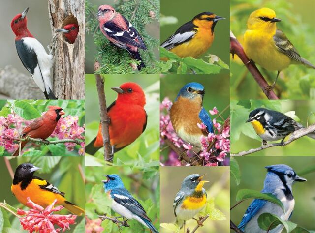 500PC BIRDS OF A FEATHER PUZZL