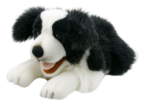 Payful Puppies: Border Collie