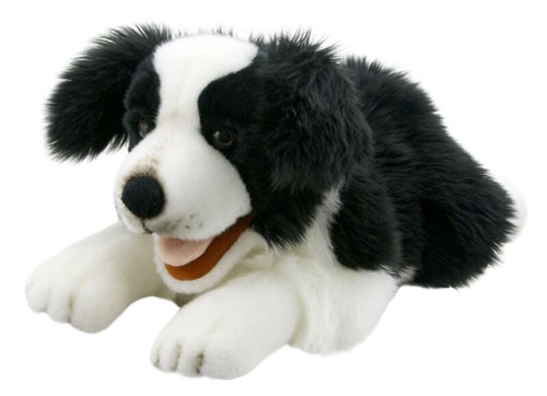 Playful Puppies: Border Collie