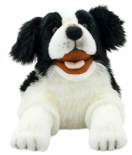 Payful Puppies: Border Collie