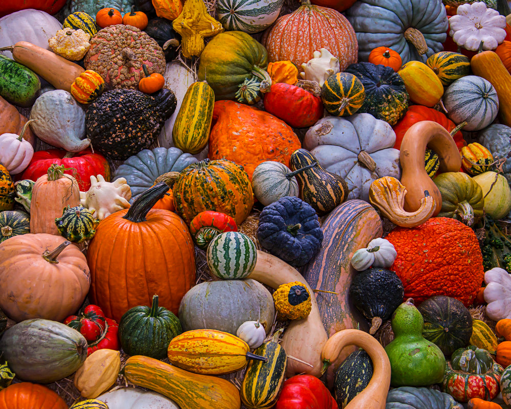 Autumn Harvest 1000pc Puzzle