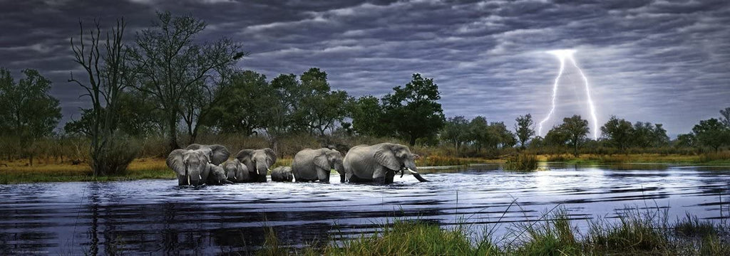 Herd of Elephant AVH 2000pc Puzzle